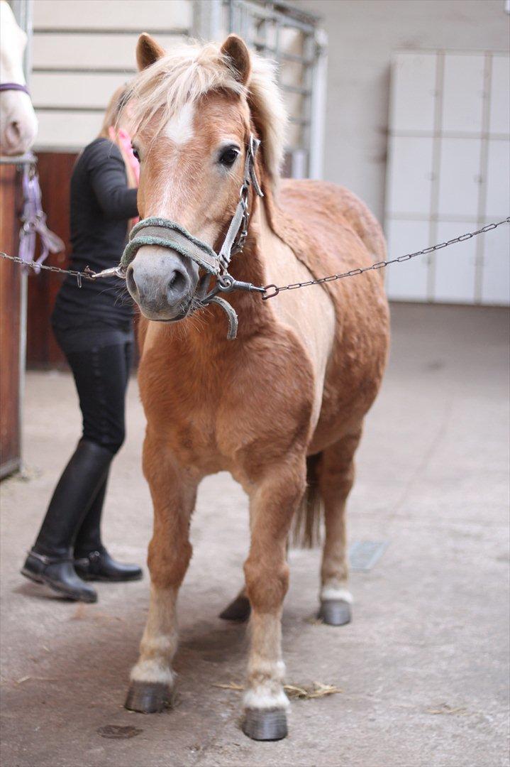 Anden særlig race Nudie (du er Savnet!<3) - ude på stald gangen  billede 5