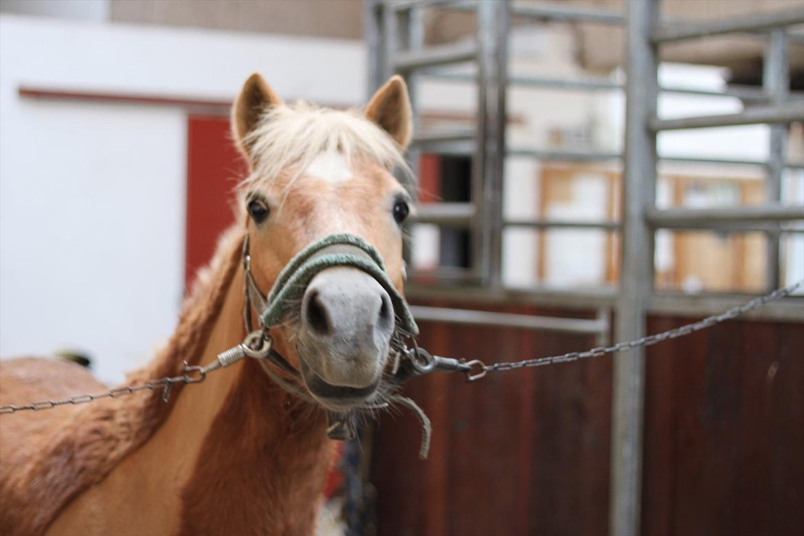 Anden særlig race Nudie (du er Savnet!<3) - hvad er det der henne? billede 7