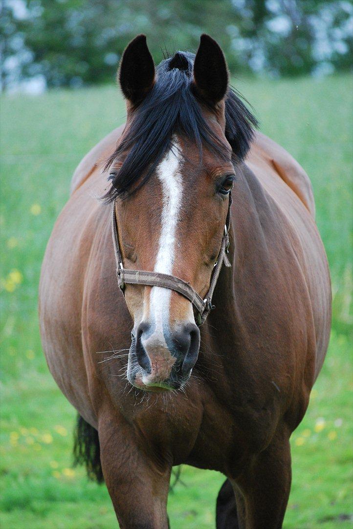 Oldenborg Korea billede 1