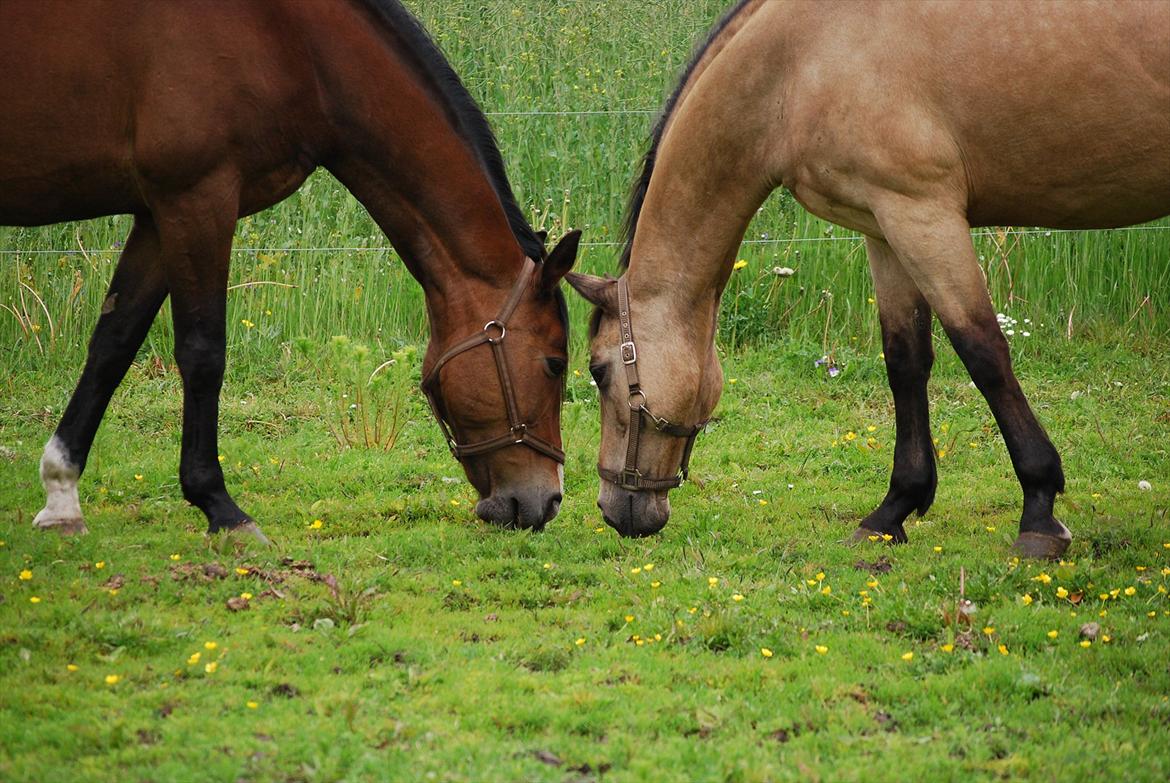 Oldenborg Korea billede 4
