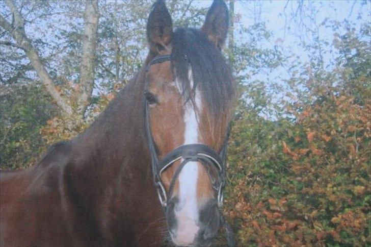 Oldenborg Korea - Hos tidligere ejer. billede 5