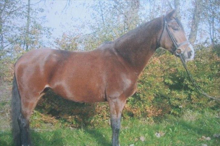 Oldenborg Korea - Hos tidligere ejer. billede 6