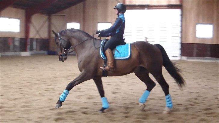 Dansk Varmblod Swingking havdal billede 9