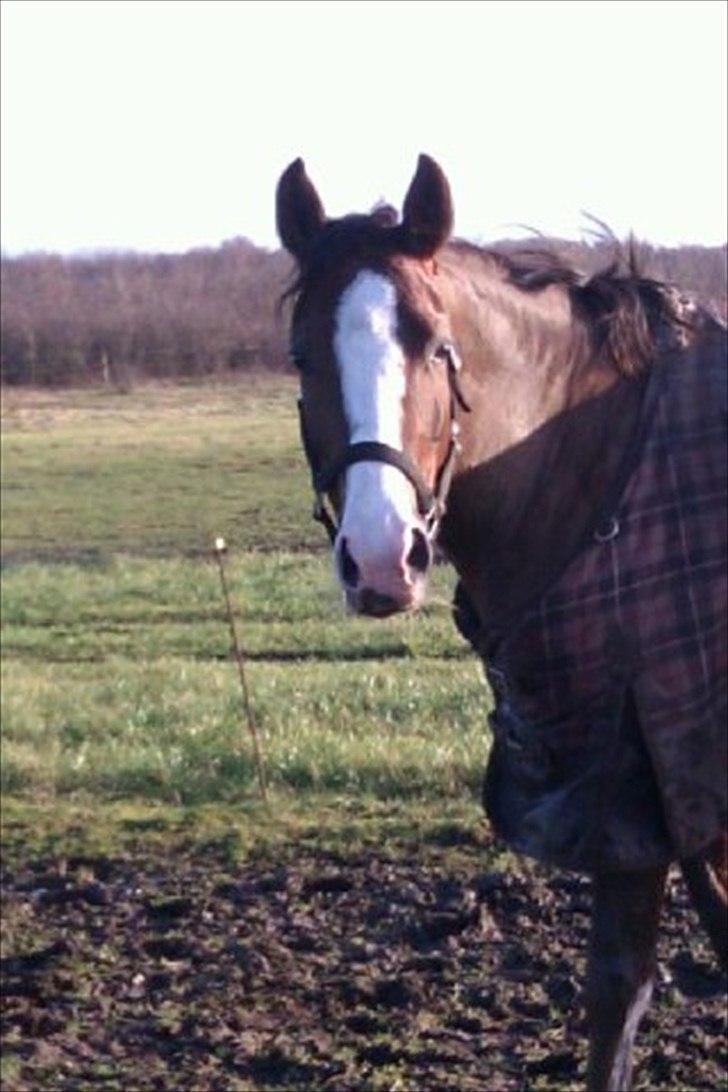 DSP La Rosa <3 billede 10