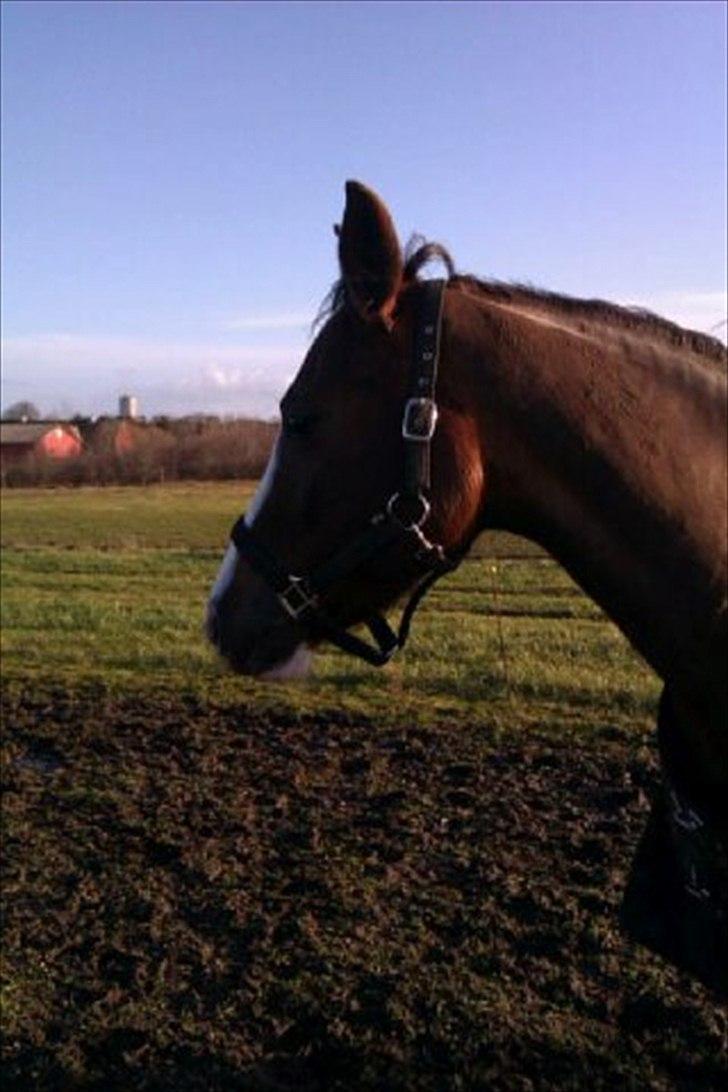 DSP La Rosa <3 billede 5