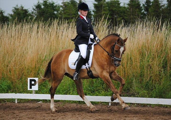 Welsh Cob (sec D) Fronerthig Red Hot Chilli (SOLGT) - - Forståelse imellem et dyr og et menneske er som to hænder, der rækker ud imod hinanden. Det er retningen og ikke afstanden der betyder noget. billede 4