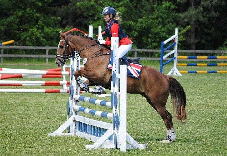 Welsh Cob (sec D) Fronerthig Red Hot Chilli (SOLGT) - Jeg elsker dig<3 billede 11