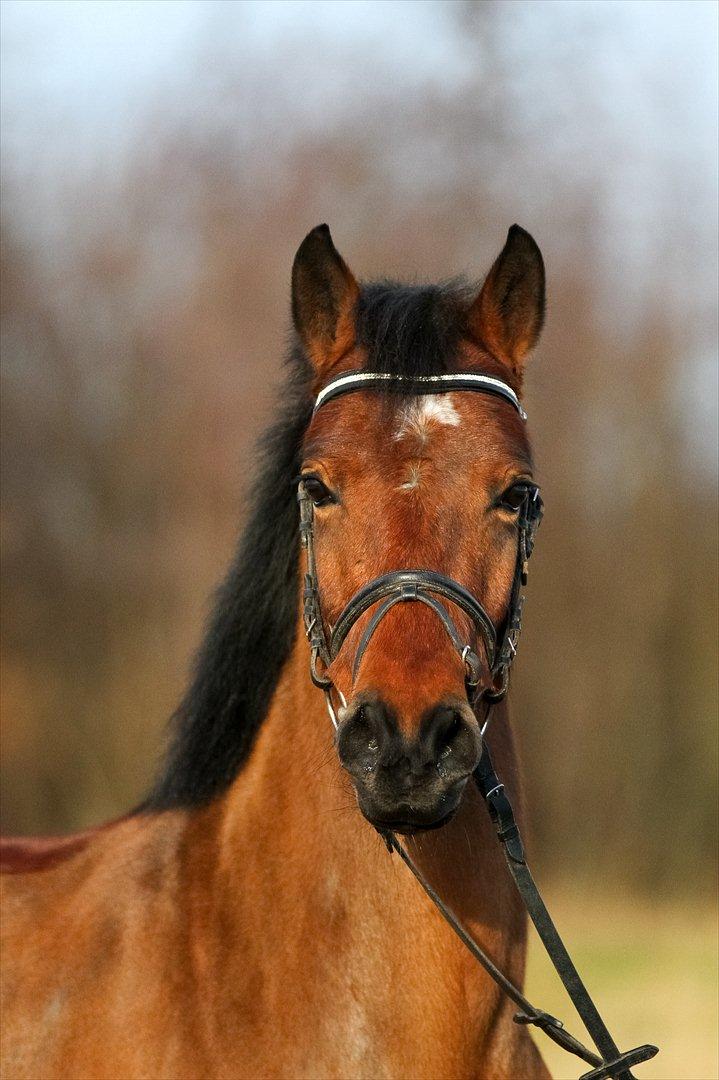 DSP Eltina - Velkommen til Eltinas profil :) Foto: Mig - d. 14/01-1012 billede 1