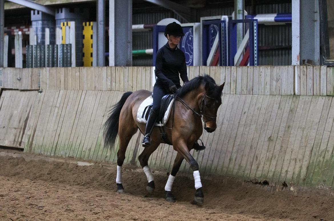 DSP Eltina - Dressur træning. Foto: Charlotte Kondrup - d. 08/01-2012 billede 2