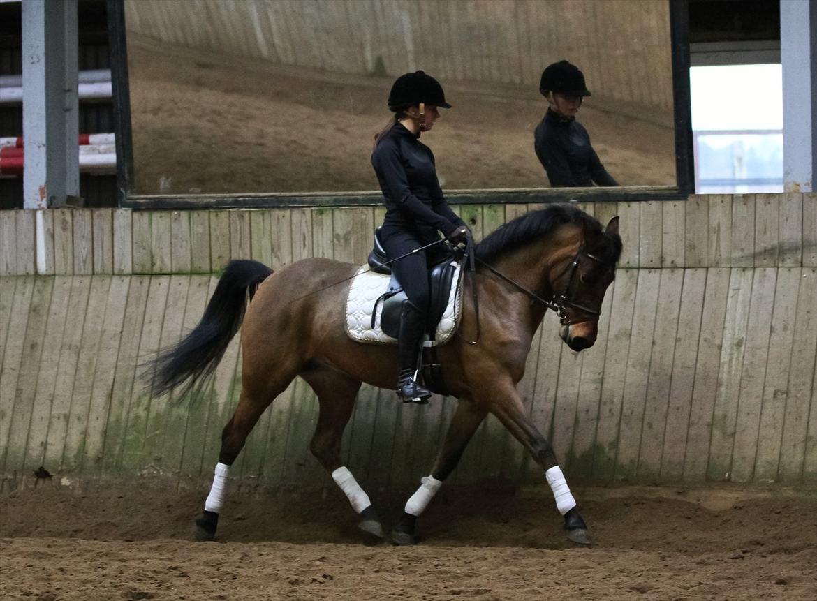 DSP Eltina - Dressur træning. Foto: Charlotte Kondrup - d. 08/01-2012 billede 4