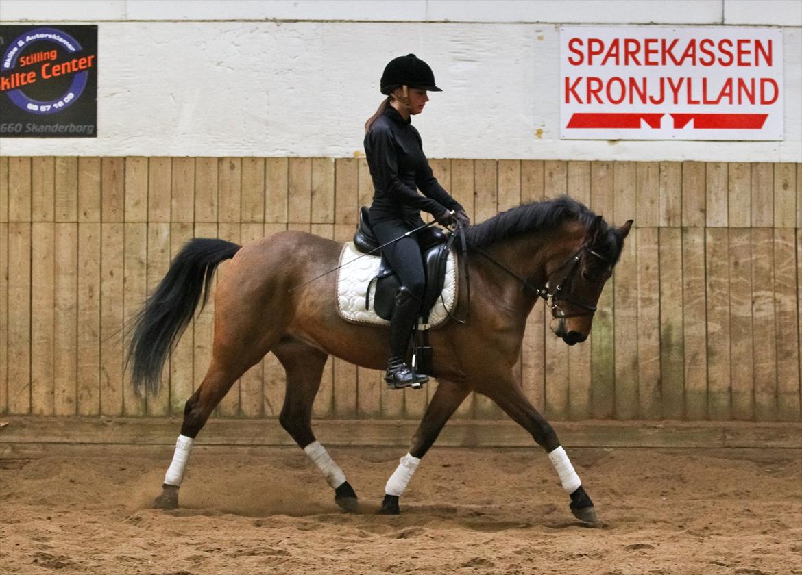 DSP Eltina - Dressur træning. Foto: Charlotte Kondrup - d. 08/01-2012 billede 5