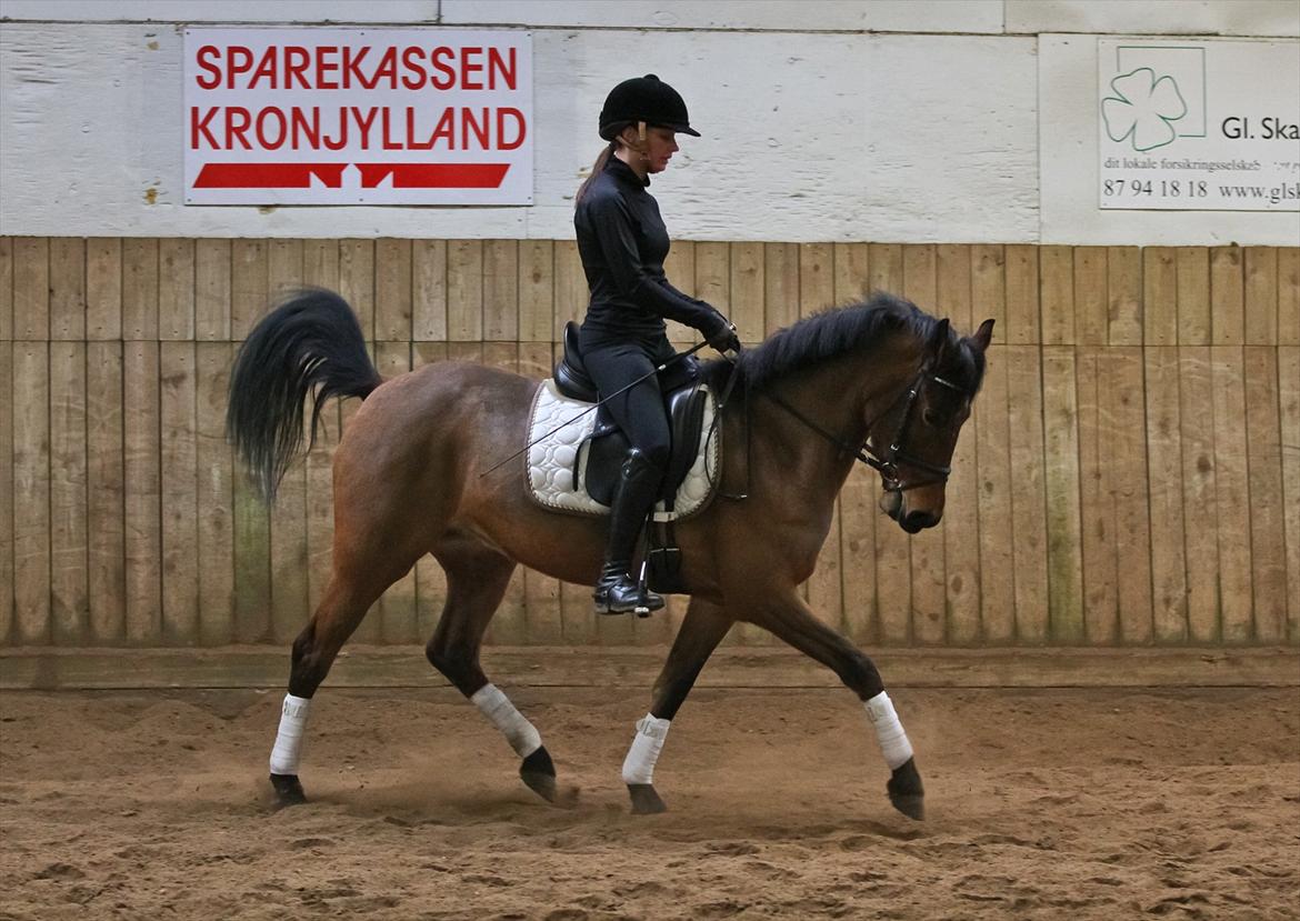 DSP Eltina - Dressur træning. Foto: Charlotte Kondrup - d. 08/01-2012 billede 10