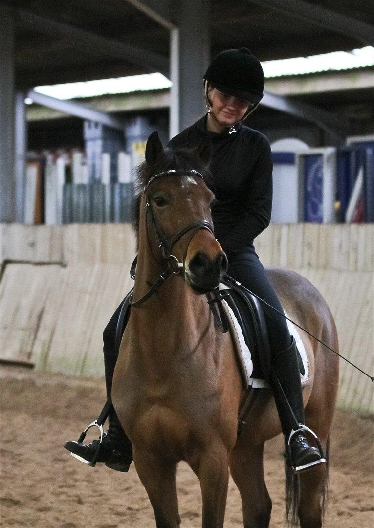 DSP Eltina - Dressur træning. Foto: Charlotte Kondrup - d. 08/01-2012 billede 11