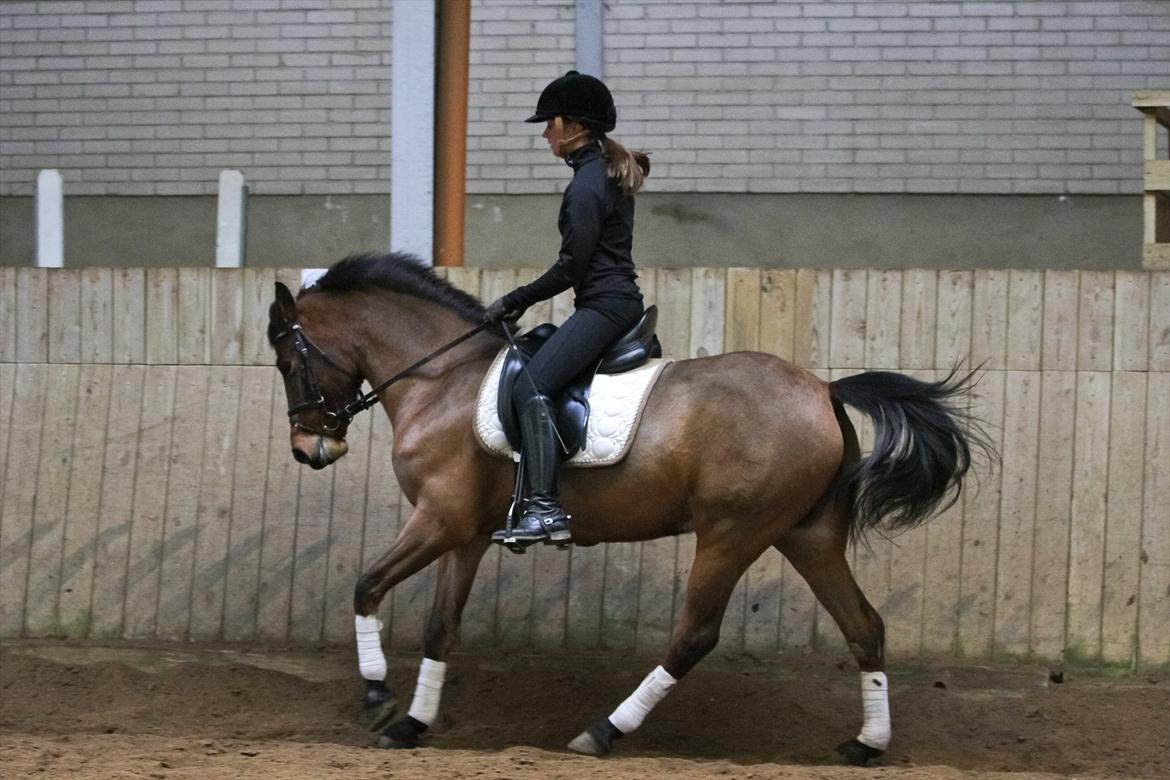 DSP Eltina - Dressur træning. Foto: Charlotte Kondrup - d. 08/01-2012 billede 12