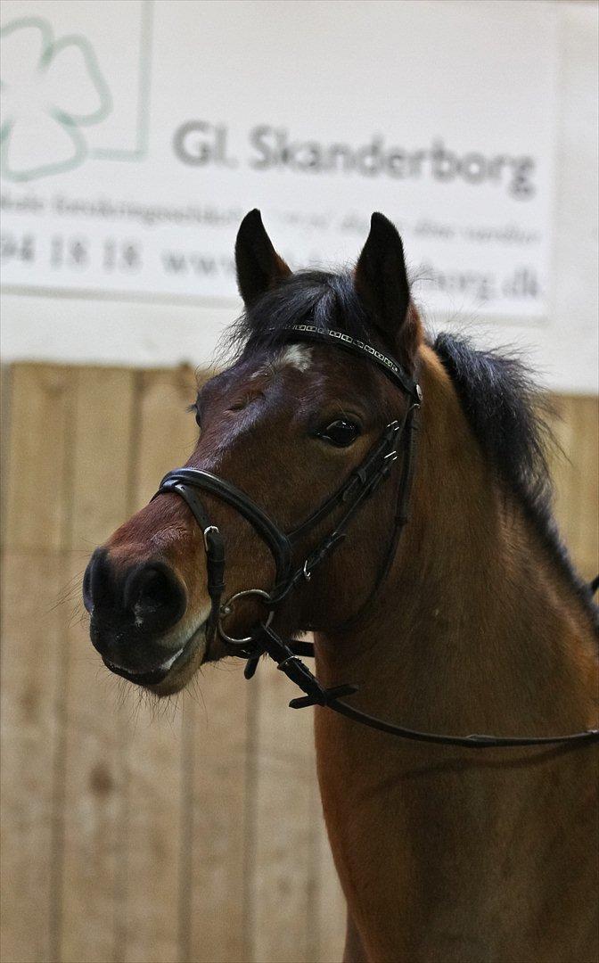 DSP Eltina - Eltinas skønne hoved. Foto: Charlotte Kondrup - d. 08/01-2012 billede 7