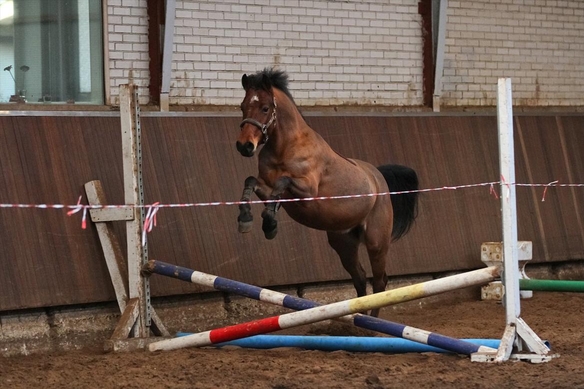 DSP Eltina - Løsspringning. Foto: Mig - d. 14/01-2012 billede 13