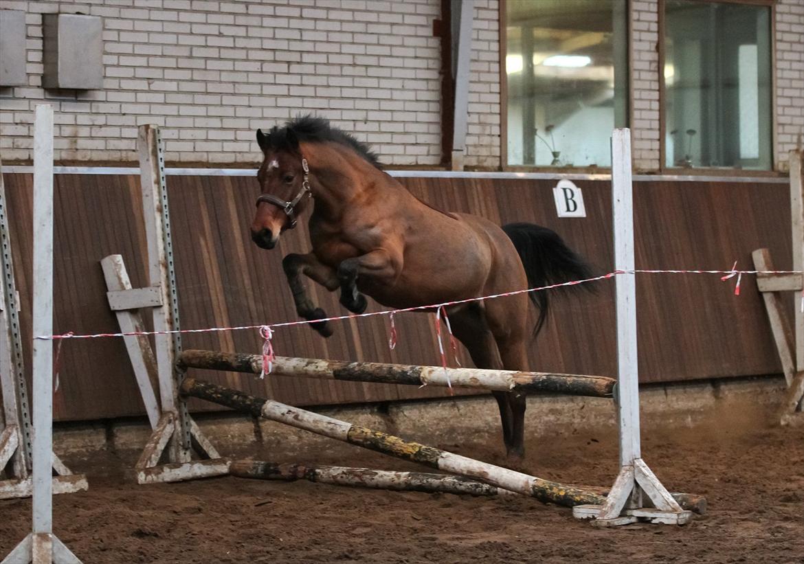 DSP Eltina - Løsspringning. Foto: Mig - d. 14/01-2012 billede 9