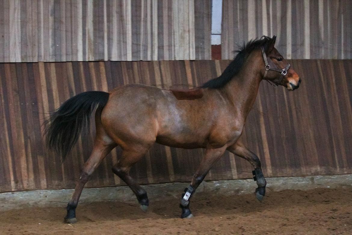 DSP Eltina - Løs i hallen. Foto: Mig - d. 07/01-2012 billede 15