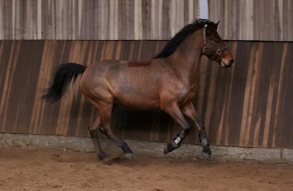 DSP Eltina - Løs i hallen. Foto: Mig - d. 07/01-2012 billede 6