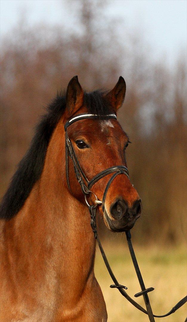 DSP Eltina - Smukke Eltina. Foto: Mig - d. 14/01-2012 billede 3