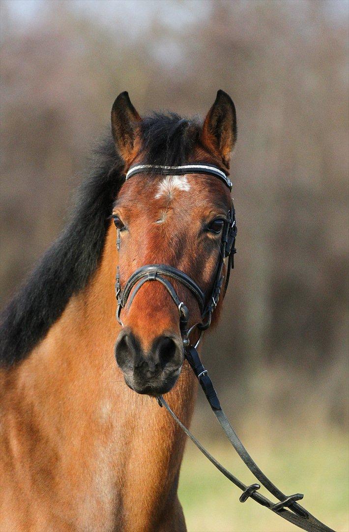 DSP Eltina - Smukke Eltina. Foto: Mig - d. 14/01-2012 billede 8