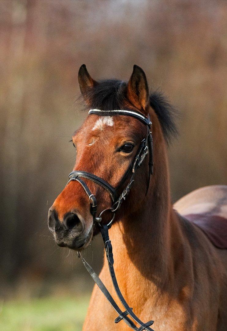 DSP Eltina - Smukke Eltina. Foto: Mig - d. 14/01-2012 billede 14