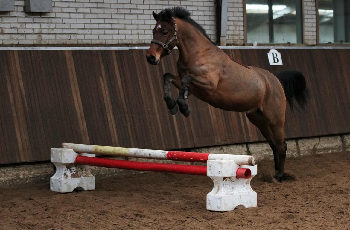 DSP Eltina - Løs i hallen og synes da lige hun skulle tage et spring *hihi*. Foto: Mig - d. 07/01-2012 billede 16