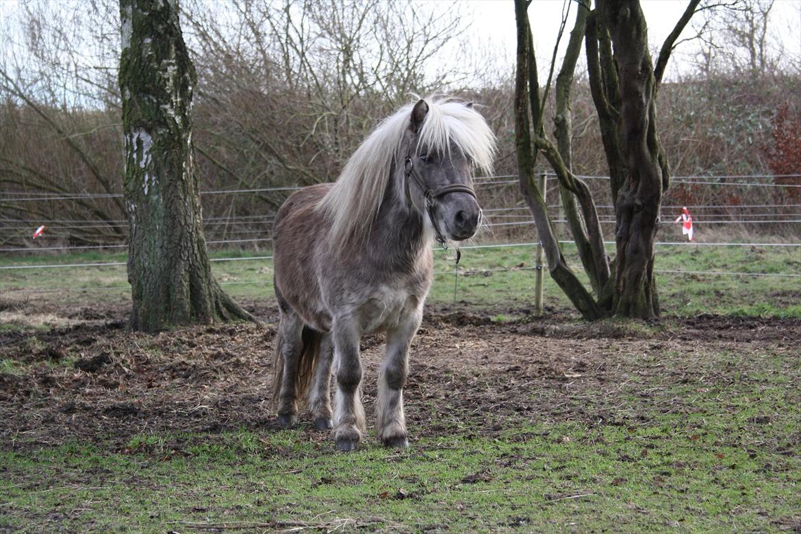 Shetlænder Silver<3 solgt altid elsket og savnet! billede 9