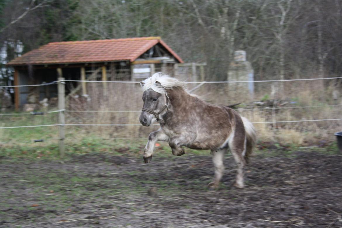 Shetlænder Silver<3 solgt altid elsket og savnet! billede 10