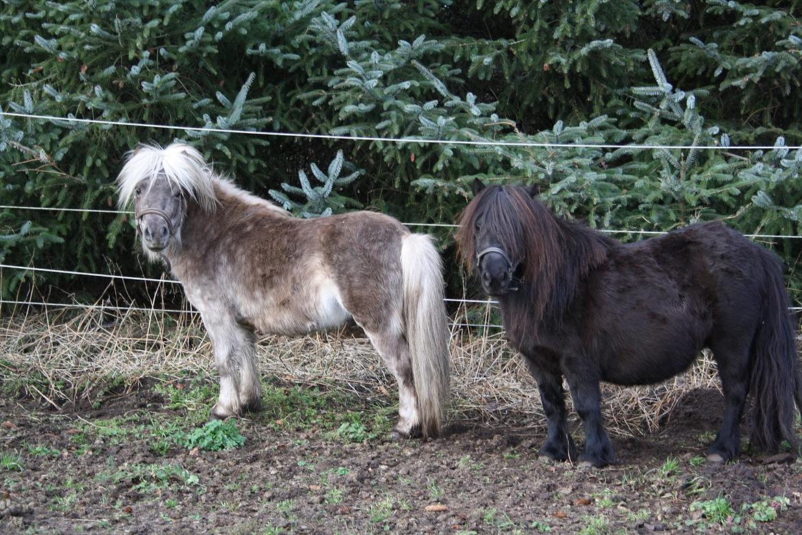 Shetlænder Silver<3 solgt altid elsket og savnet! billede 11