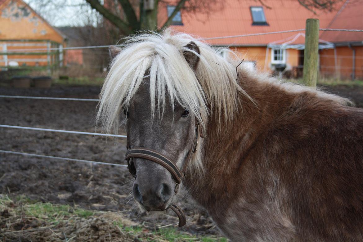Shetlænder Silver<3 solgt altid elsket og savnet! billede 12