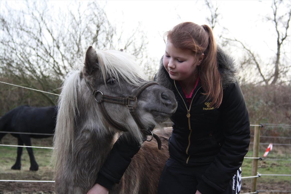 Shetlænder Silver<3 solgt altid elsket og savnet! - Nurrh silver jeg elsker dig<3 :D billede 13