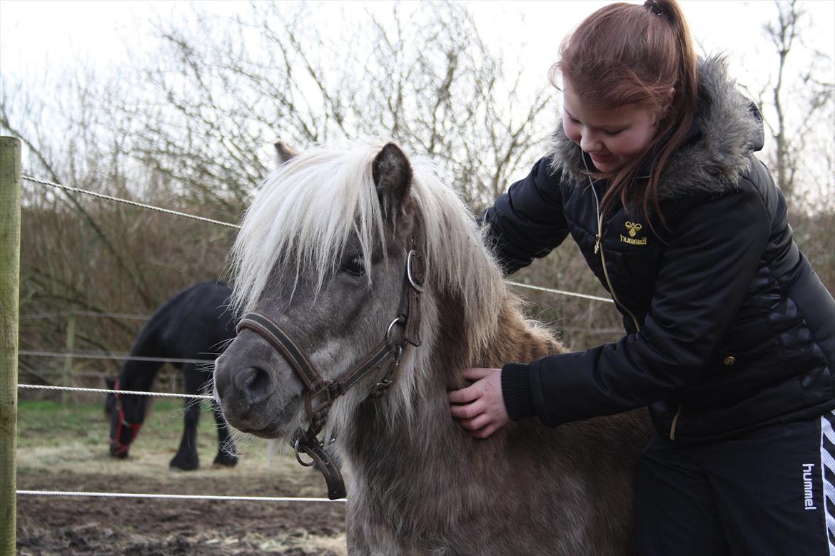 Shetlænder Silver<3 solgt altid elsket og savnet! billede 14