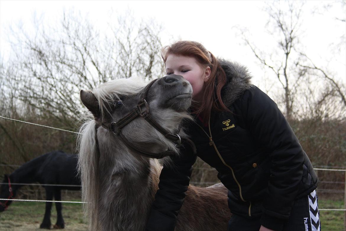 Shetlænder Silver<3 solgt altid elsket og savnet! - Møsmøs<3 til den dejlige :D billede 15