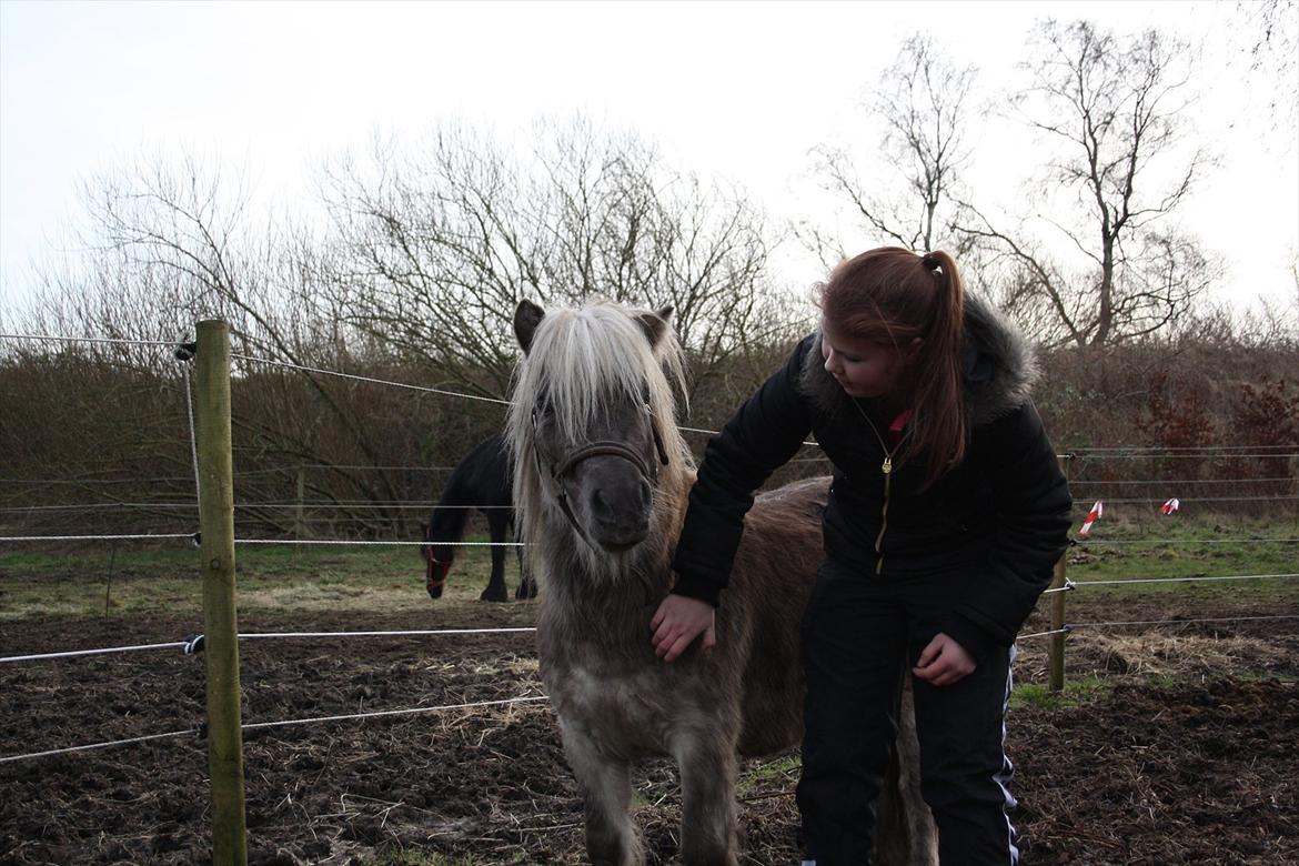 Shetlænder Silver<3 solgt altid elsket og savnet! - Du er (s)køn<3 billede 16