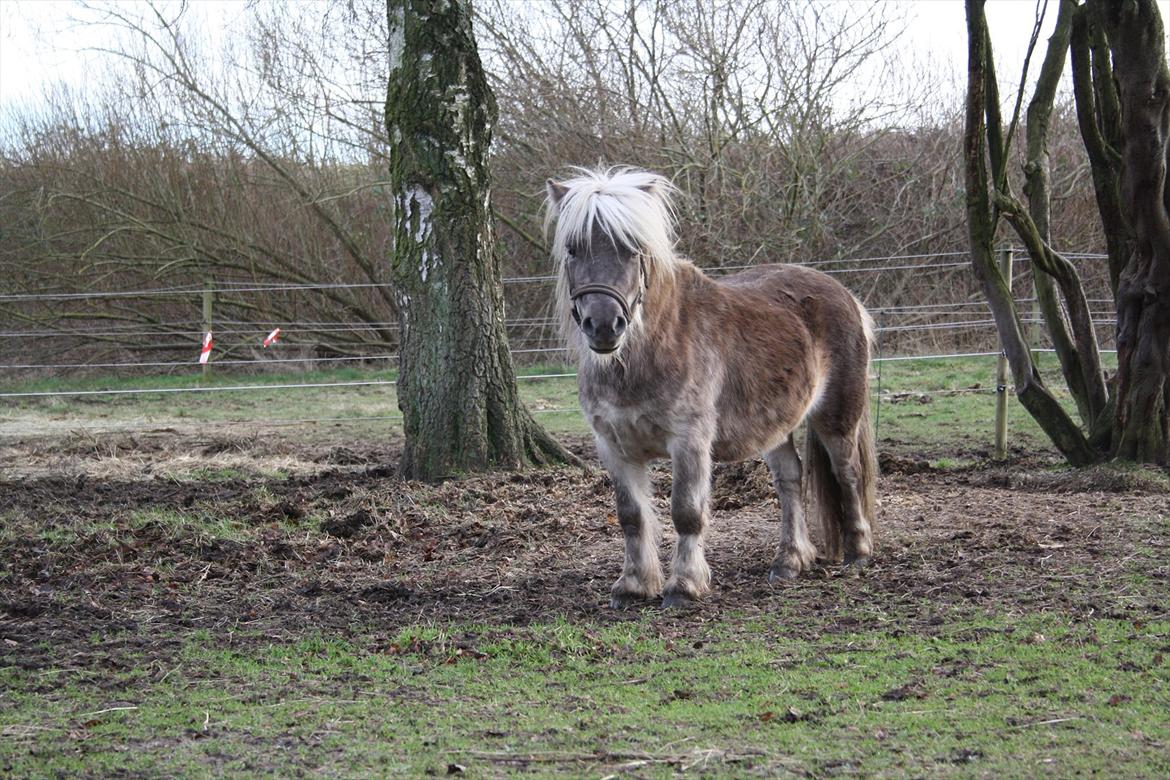 Shetlænder Silver<3 solgt altid elsket og savnet! billede 18