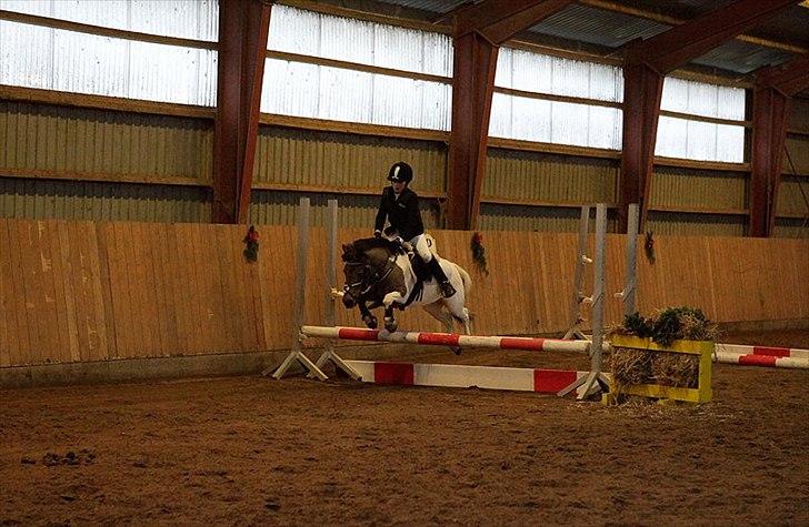 Anden særlig race Lucas (signe) billede 2