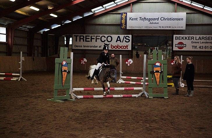 Anden særlig race Lucas (signe) billede 3