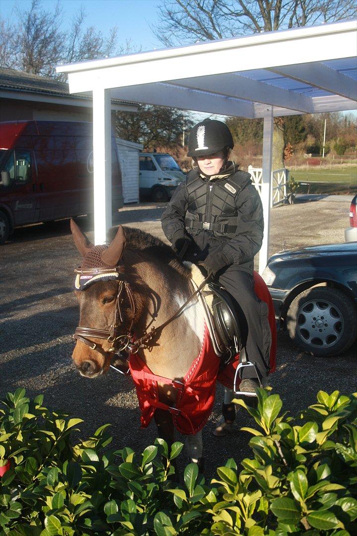 Anden særlig race Lucas (signe) billede 4