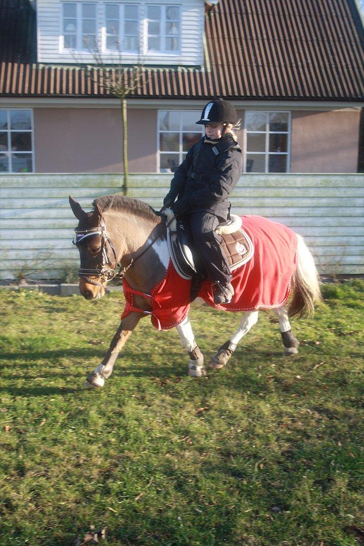 Anden særlig race Lucas (signe) billede 5