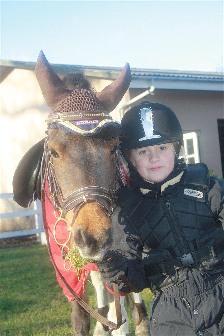 Anden særlig race Lucas (signe) billede 7