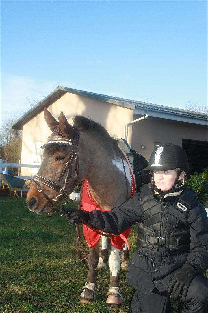 Anden særlig race Lucas (signe) billede 8
