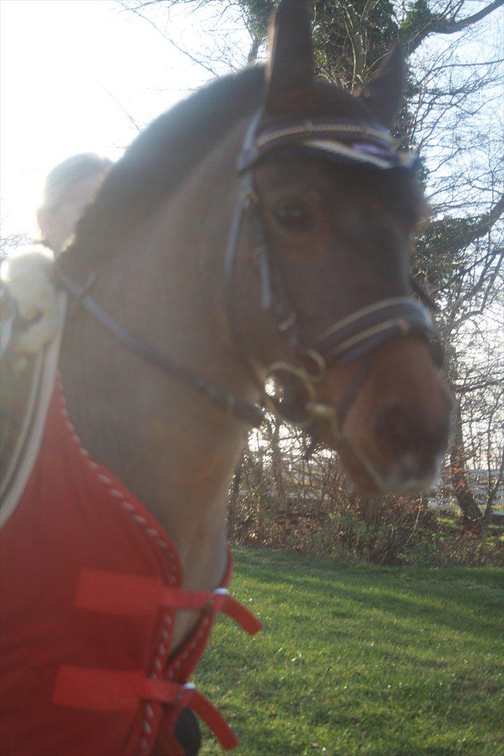 Anden særlig race Lucas (signe) billede 14