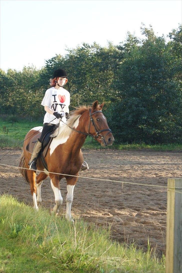 Pinto pintalo min halvpart billede 1