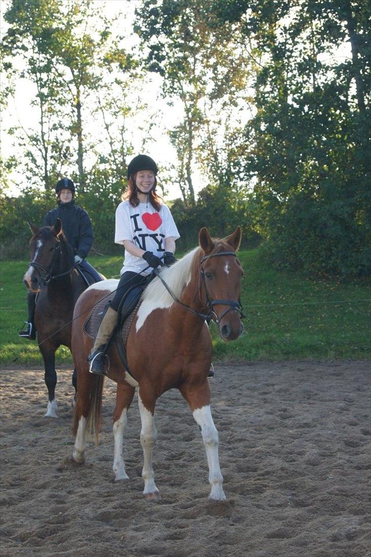 Pinto pintalo min halvpart billede 2