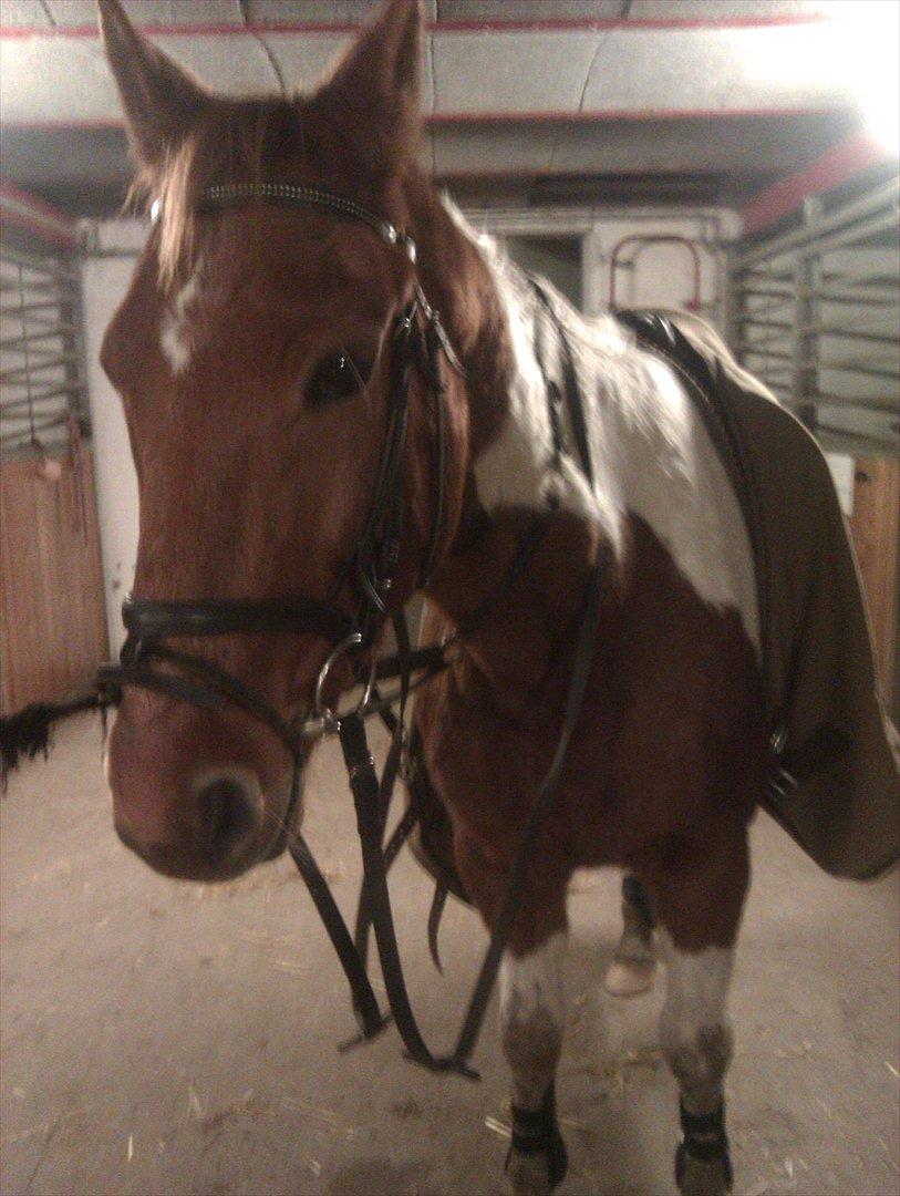 Pinto pintalo min halvpart billede 3