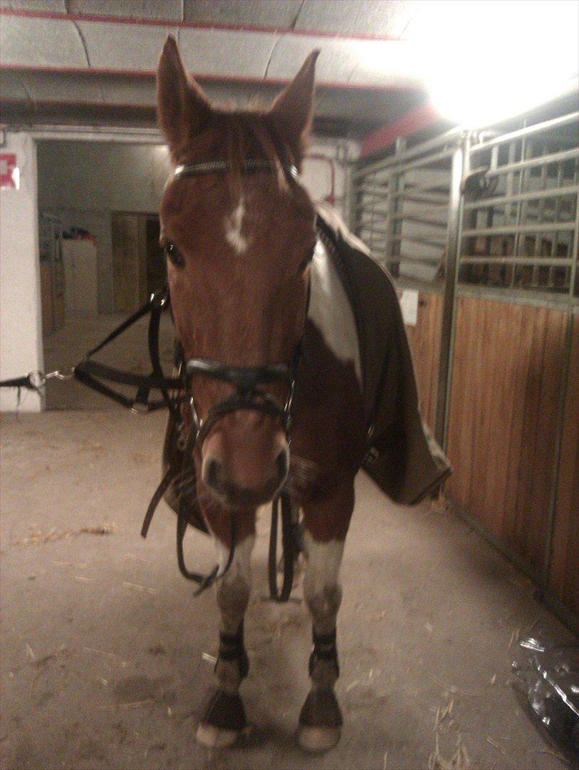 Pinto pintalo min halvpart billede 4