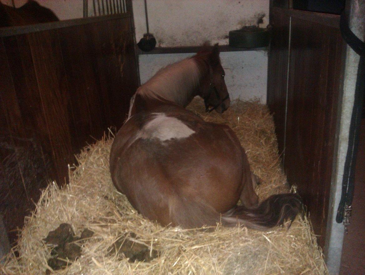 Pinto pintalo min halvpart billede 5