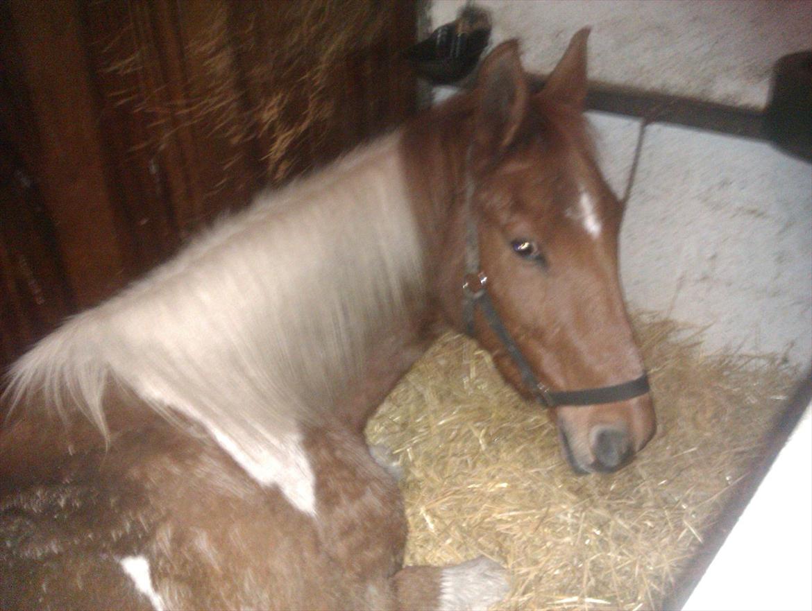 Pinto pintalo min halvpart billede 6