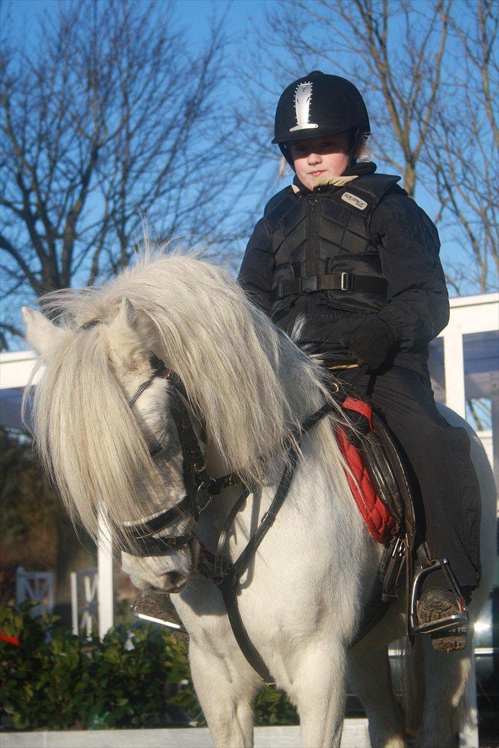 Welsh Pony (sec B) Speedy Gonzarles billede 1